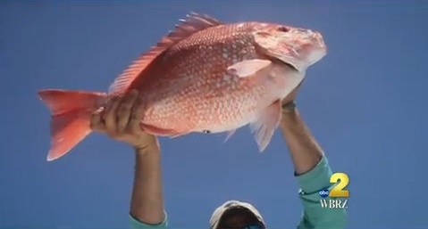 Alabama releases red snapper statistics