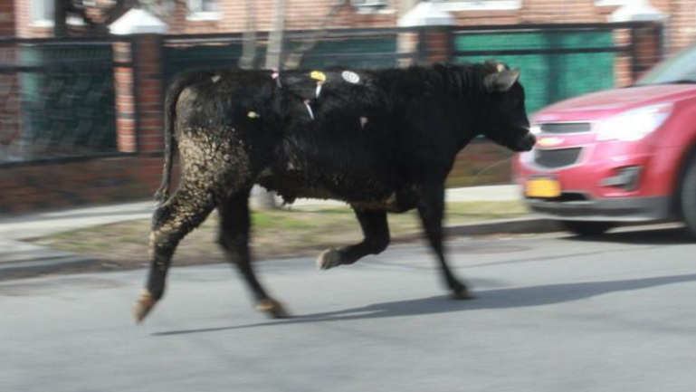 Runaway cow leads police on wild chase in NYC