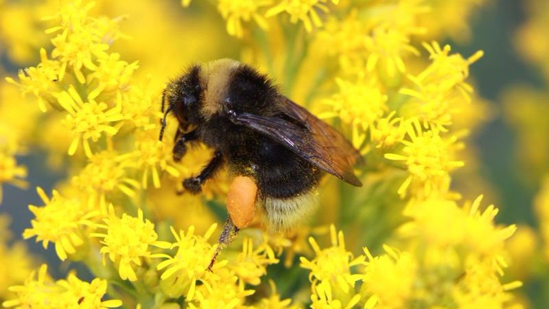 Rusty patched bumblebee joins endangered species list