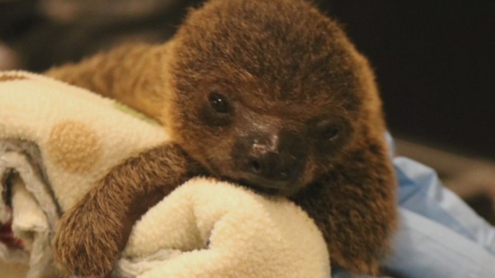 Boy or Girl? It's a sloth, so we don't know yet