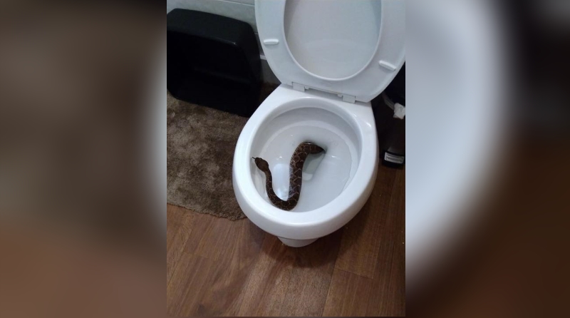 Texas boy lifts toilet lid, finds rattlesnake hiding inside