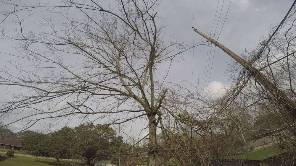 Vines worry homeowner, cleared following 2 On Your Side call