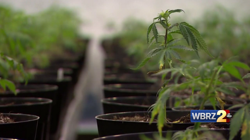 LSU to begin search for contractors to grow medical marijuana