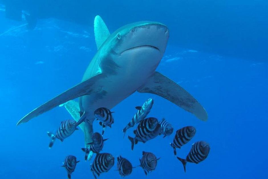 Feds: Oceanic whitetip shark warrants 'threatened' listing