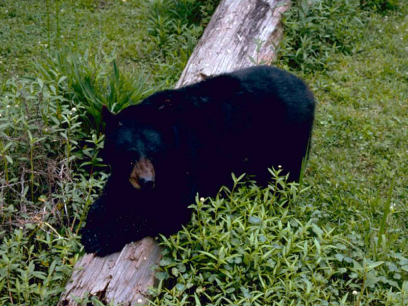 Meridian men sentenced for killing endangered black bear