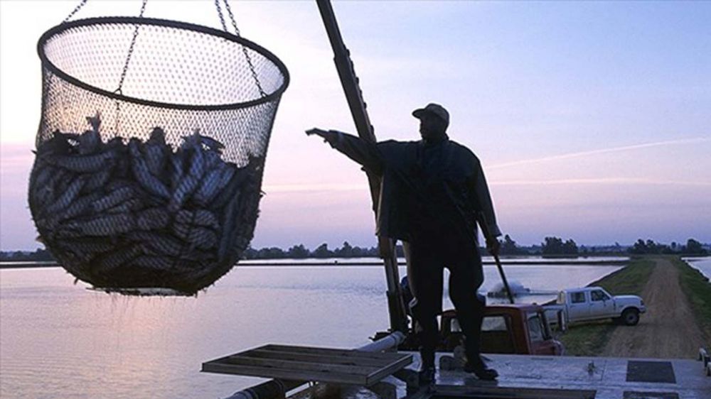 15-pound boxes of catfish from Mississippi company recalled