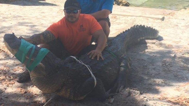 Florida deputy, trappers pull big gator from swimming hole