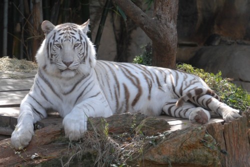 Audubon Zoo's 'King Zulu' the white tiger has died