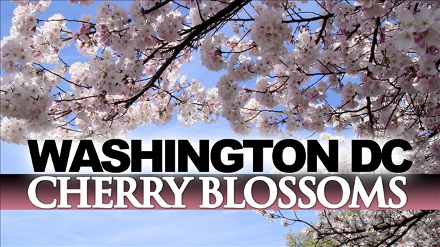 Cold weather kills many cherry blossom blooms in DC