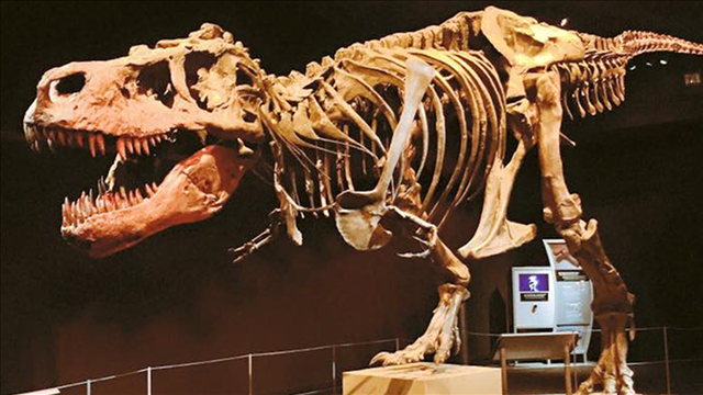 New idea shakes up dinosaur family tree for T. Rex and pals