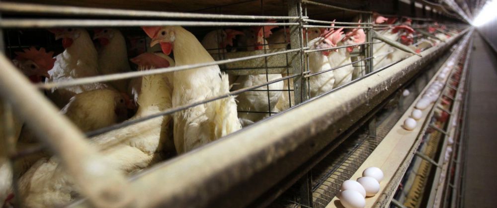 Bird flu detected in chicken breeding facility in Tennessee
