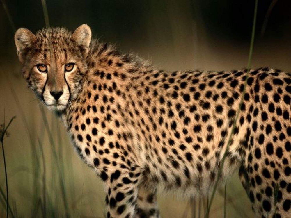 Baton Rouge Zoo welcomes two new cheetahs