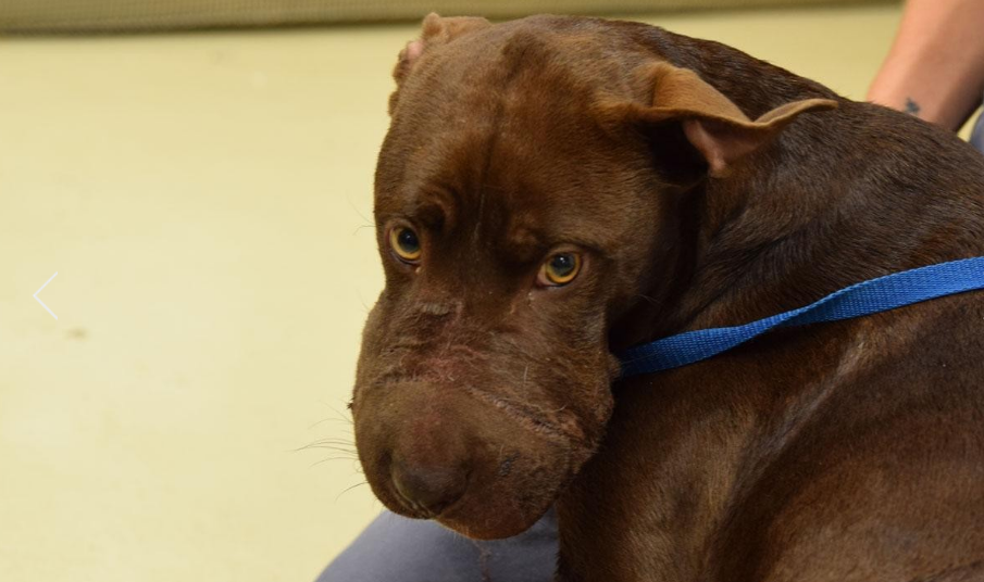 Man who bound dog's muzzle with tape sentenced to 5 years