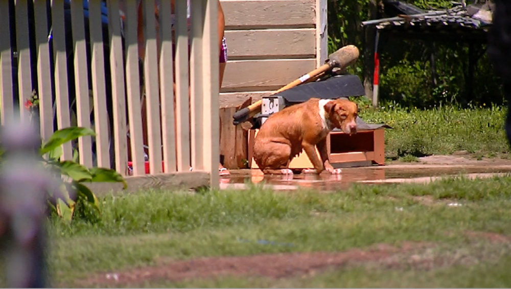 Dog shot after charging at officers on Sherwood Street