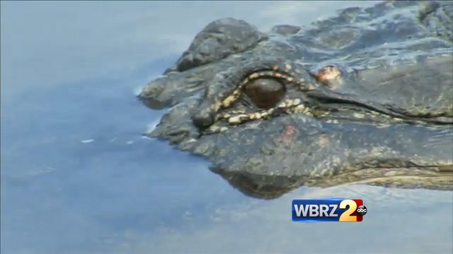 Exotic livestock: Slovakian students learn of gator farming