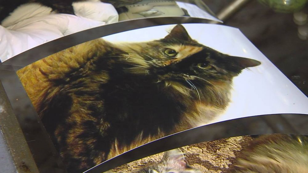 Beloved cat with microchip went missing, adopted by another family