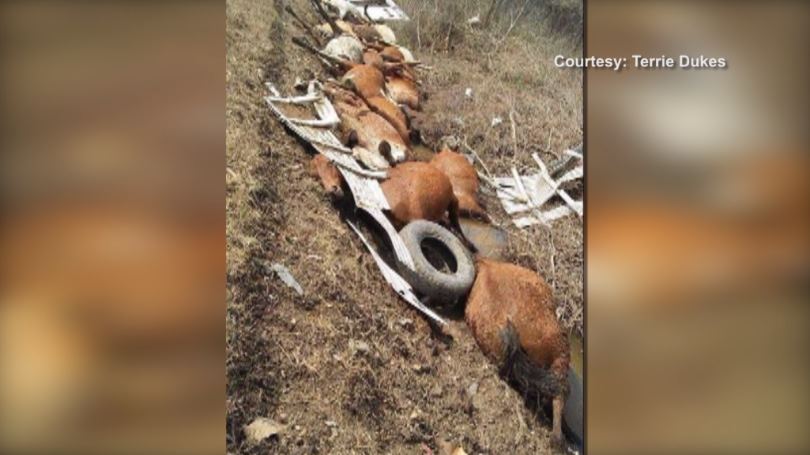 19 horses killed when semi driver from La. flips rig