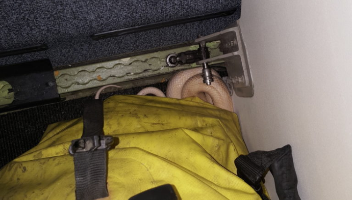 That's not carry-on: Snake gets loose on Alaska flight