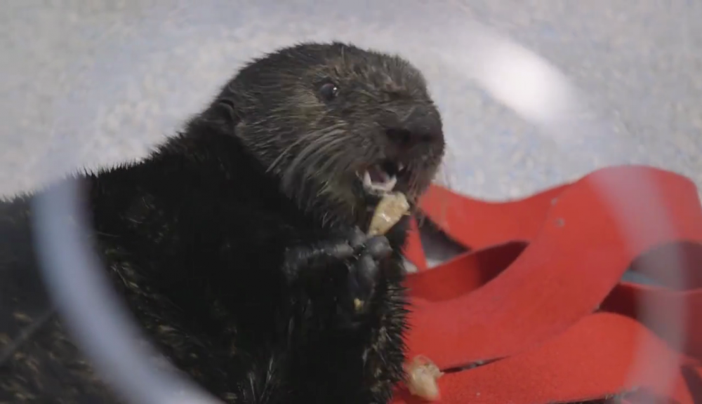 Audubon Aquarium welcomes 'otterly' adorable new resident