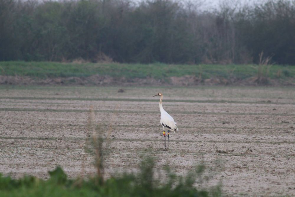 State's 1st wild-hatched whooping crane since 1939 turns 1