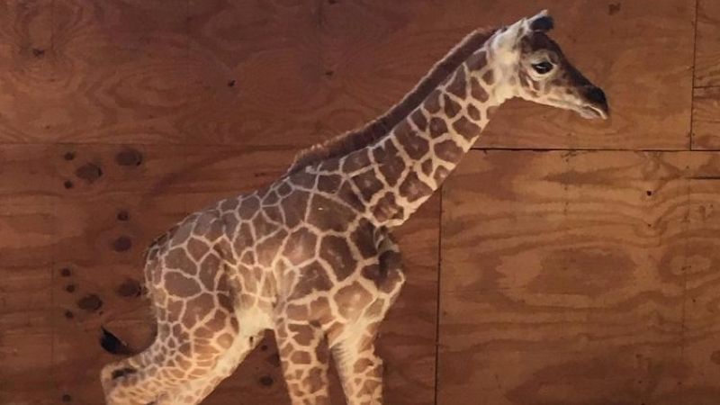 Zoo owner: April the giraffe's baby is 'very independent'