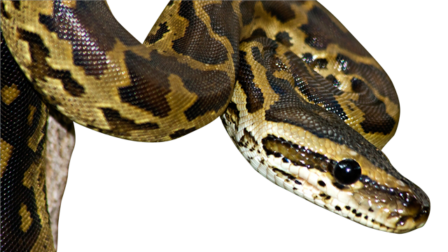 Court sides with reptile keepers against giant snake ban