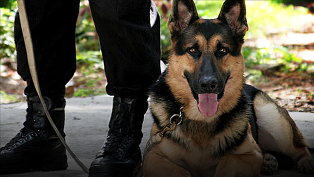 Georgia deputy shoots, kills police dog after it attacks him