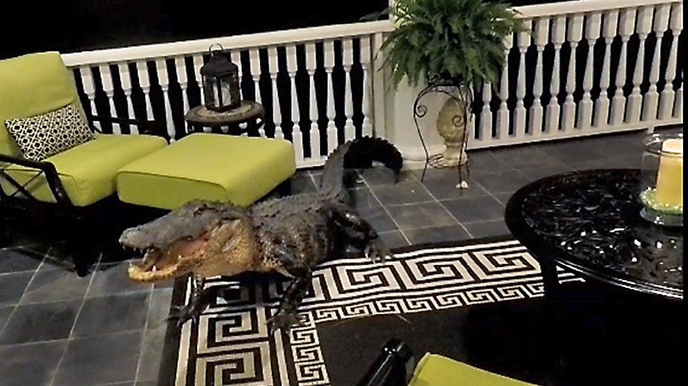South Carolina homeowner finds 9-foot alligator on porch