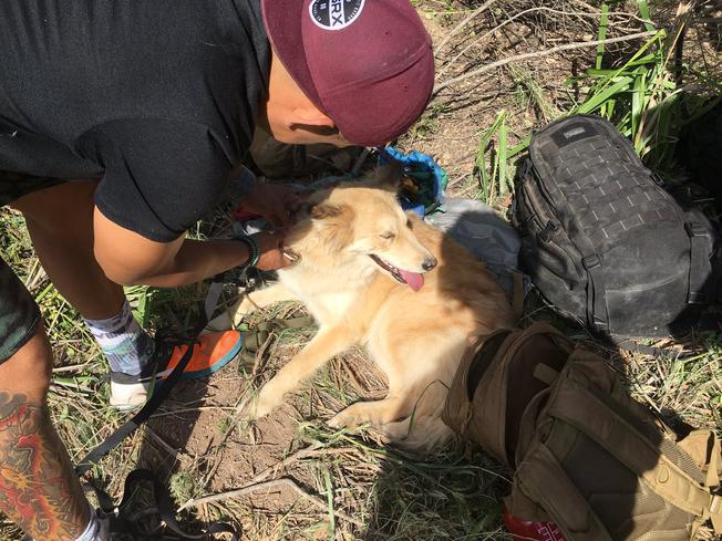 Firefighters hoist dog out of 30-foot California well