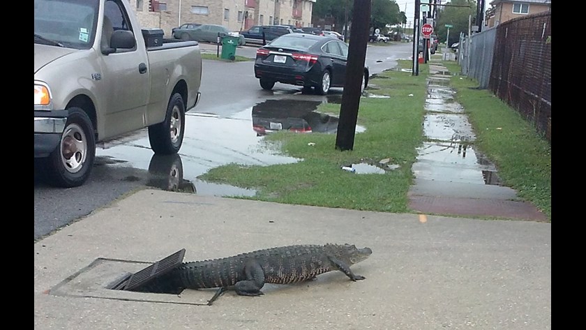 Alligator captured after crawling out of Metairie storm drain