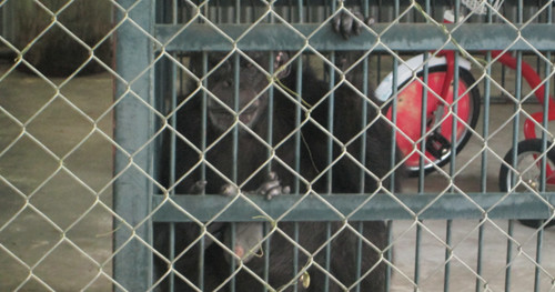 Dixie Landin' chimpanzee Candy reportedly dies