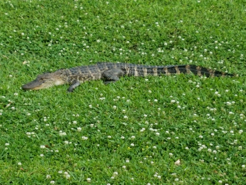 Alligator seen near home, others spotted Monday