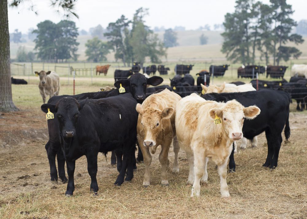 LSU AgCenter to sell off 1 of 5 research cattle herds