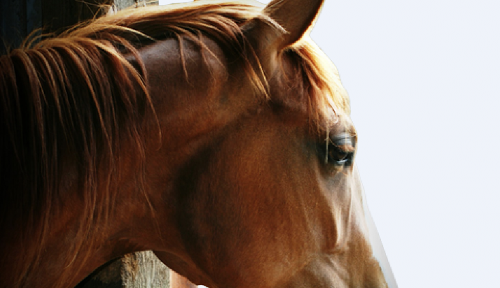 Five teens arrested in theft of injured horses