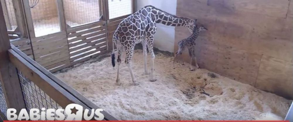 April the giraffe in NY has calf before 1.2 million online