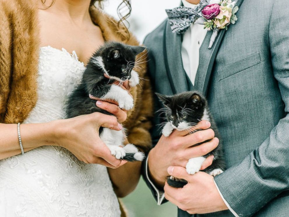 Colorado veterinarians 'invite' rescue kittens to wedding