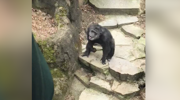 WATCH: Grandma gets a face full of feces at zoo