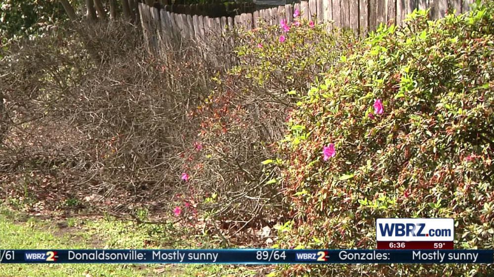 Mother Nature to blame for the busy allergist's office.