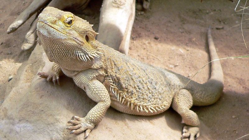 Mass. Police: Drunken driving suspect had lizard in bra