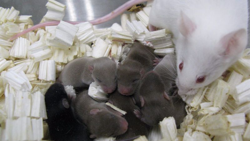 After 9 months in space, mouse sperm yield healthy mice
