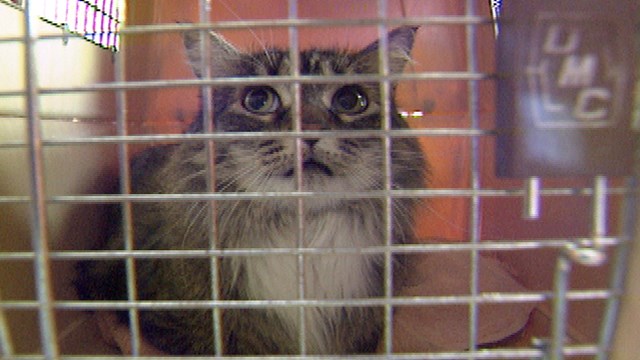 Animal welfare agents find 61 cats inside NY home