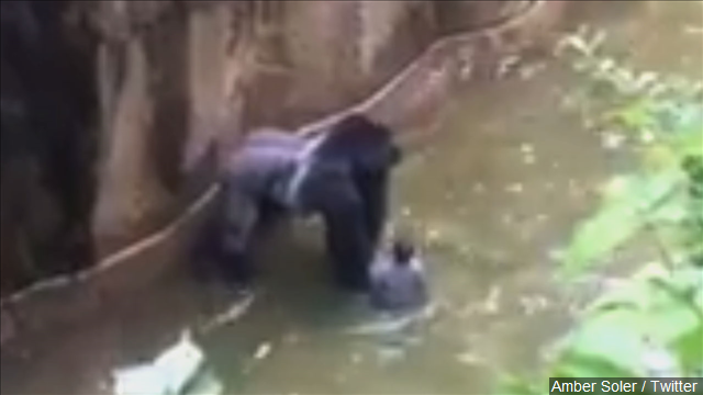 Cincinnati Zoo exhibit scheduled to reopen one year after Harambe's death