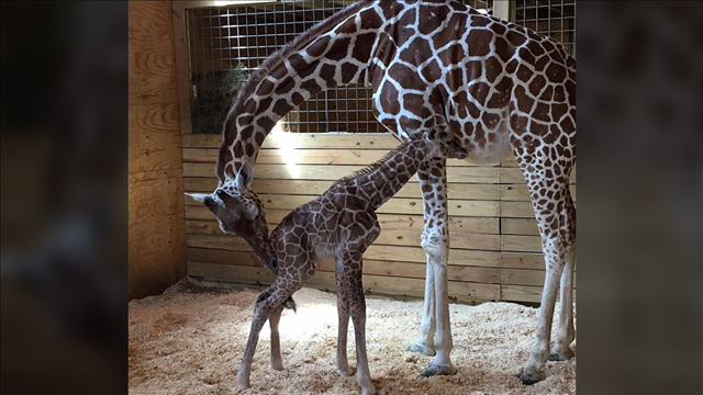 NY zoo's baby giraffe named Tajiri, Swahili for hope