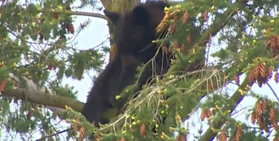Persistent bear spends over 8 hours in Washington neighborhood tree