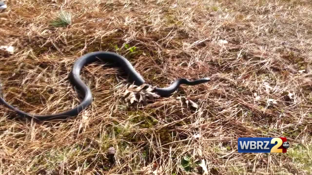 Large number of Blue Racer snakes spotted in Ascension Parish