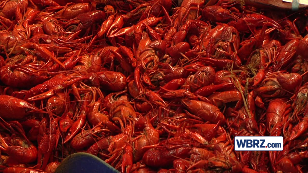 Virus hitting Louisiana crawfish ponds