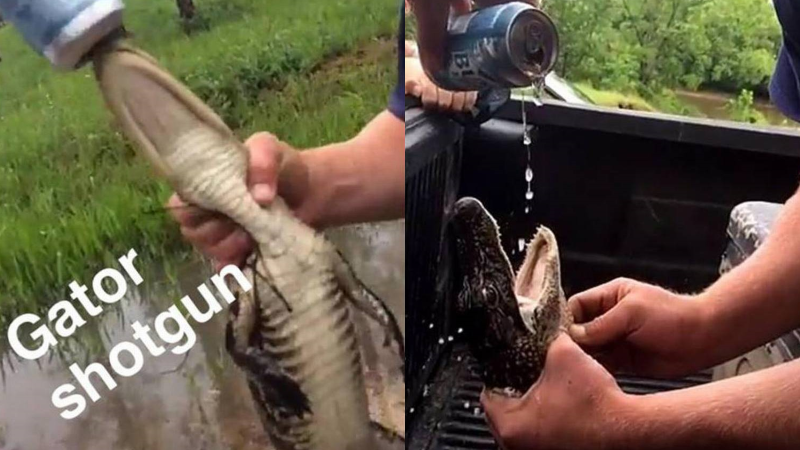 S.C. officials investigate photos of gator forced to drink beer