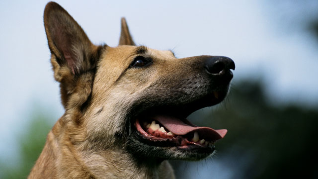 California woman who kicked dog sentenced to jail time, banned from owning pets