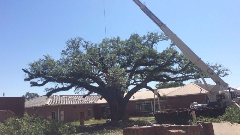 Symbolic live oak removed from Watson school
