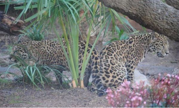 Jaguar escapes enclosure, attacks monkey at Texas zoo
